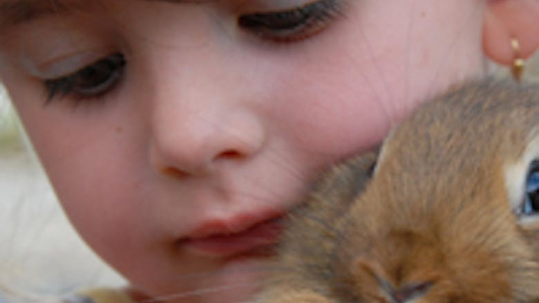 1ere rencontre entre 2 chats