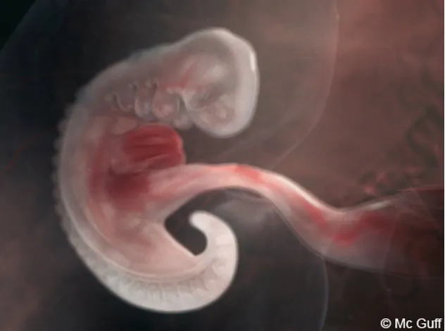 image de fetus de 3 semaine