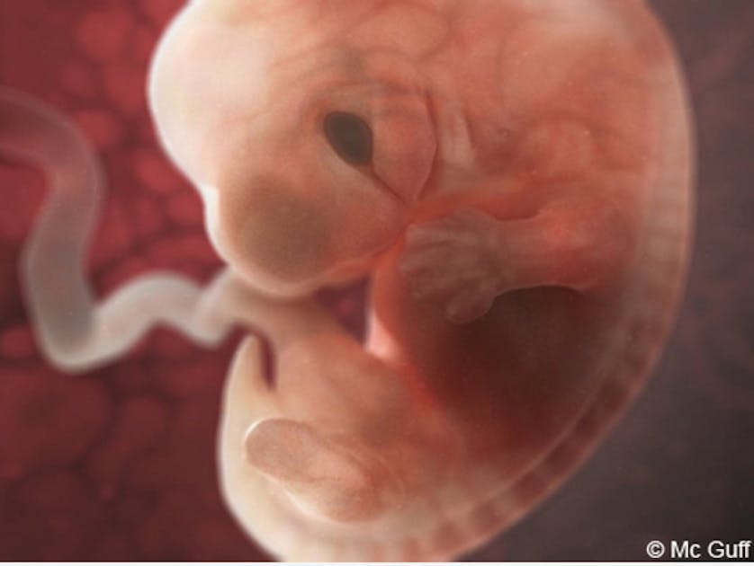 4 Semaines De Grossesse Taux Hcg 4e semaine de grossesse - 4 semaines de grossesse - 6 SA | PARENTS.fr
