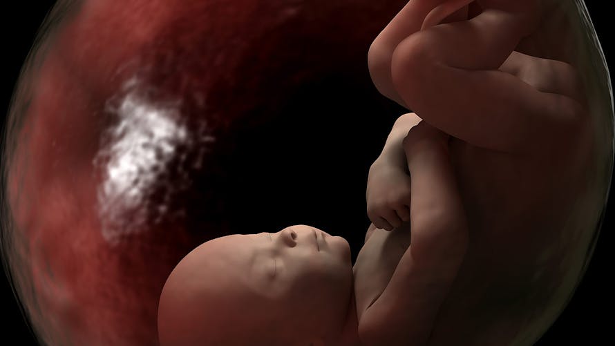 Schéma d'un bébé dans son placenta