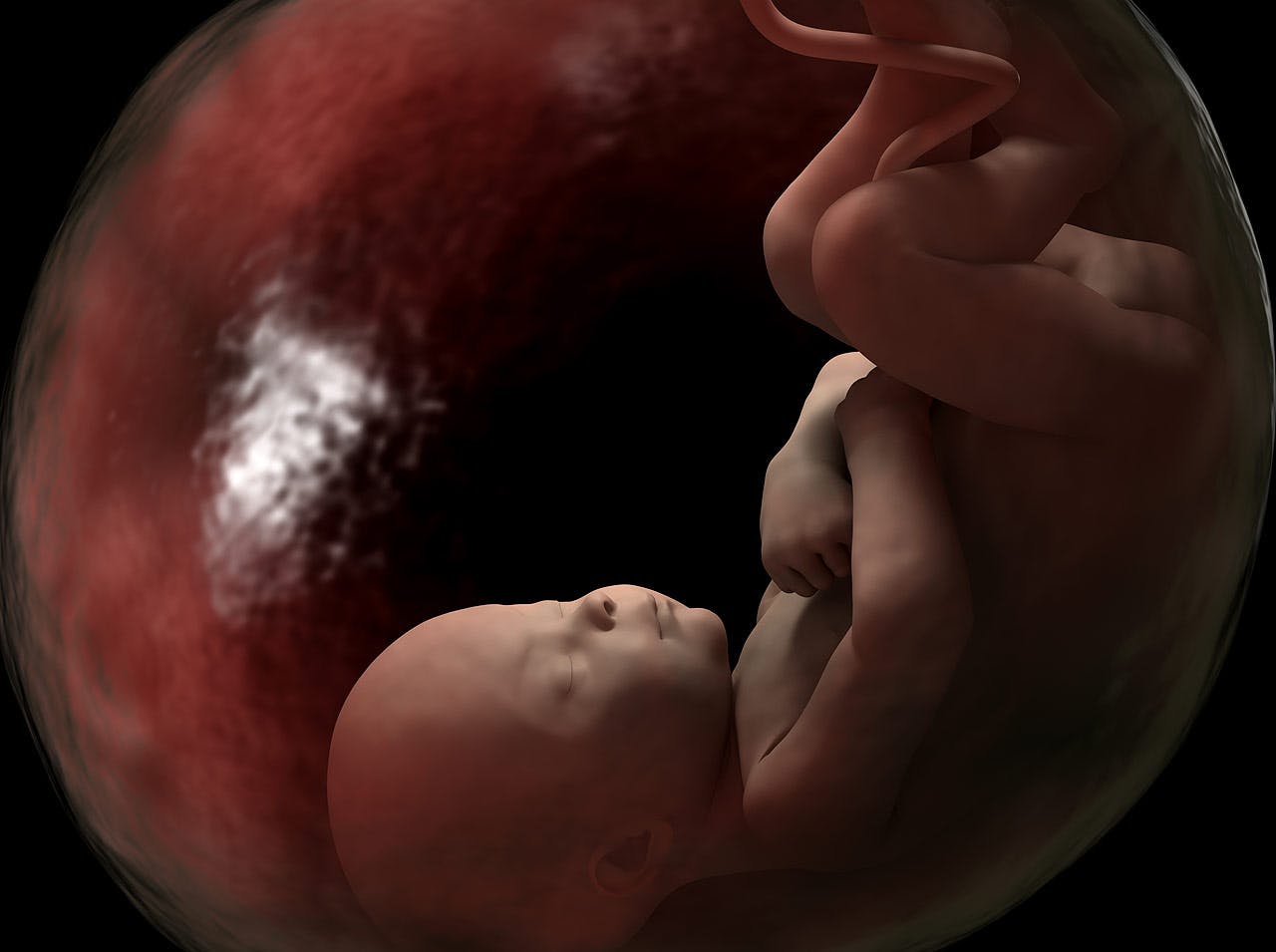 Le rôle du placenta pendant la grossesse | PARENTS.fr