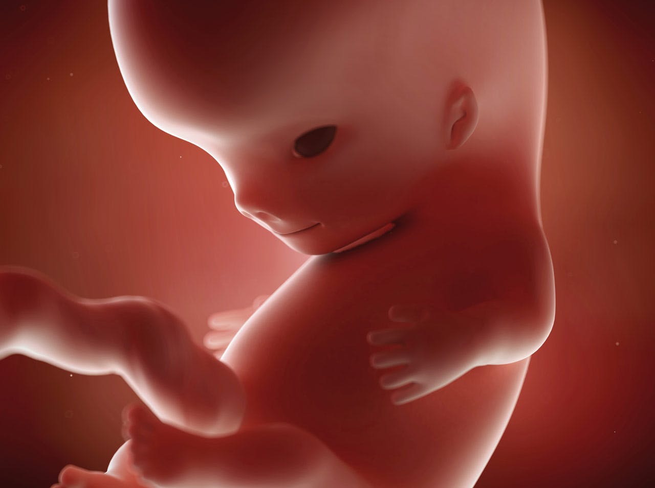 Foetus Bebe In Utero Developpement Des Sens De L Ouie Et La Vue Parents Fr