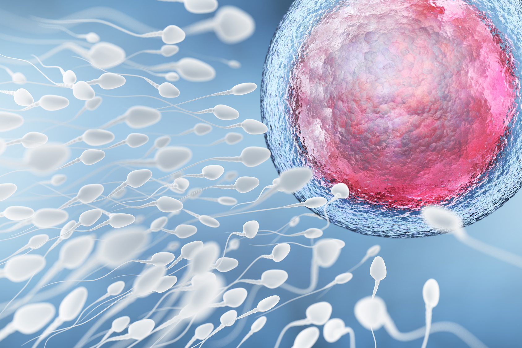 Fécondation : comment l'ovule choisit le spermatozoïde ? - pandorabijoux-soldes.fr