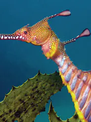 Dragons Des Mers Le Temple Des Hippocampes Parents Fr