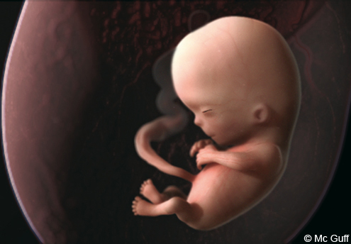 Le Fœtus En Images Evolution Du Fœtus Dans Le Ventre De Sa Mere Mois Par Mois 1 2 Mois 3 4 Mois Parents Fr