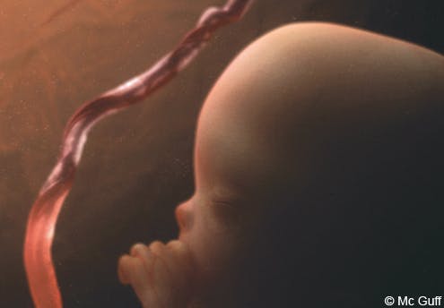 foetus 3 mois: ses premières perceptions
