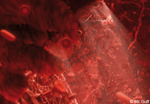 Le Fœtus En Images Evolution Du Fœtus Dans Le Ventre De Sa Mere Mois Par Mois 1 2 Mois 3 4 Mois Parents Fr