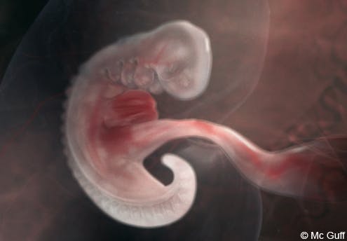 3 semaines du fœtus : un minuscule haricot de 2 mm !