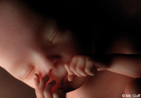 Le Fœtus En Images Evolution Du Fœtus Dans Le Ventre De Sa Mere Mois Par Mois 1 2 Mois 3 4 Mois Parents Fr