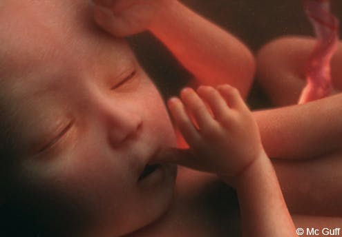 Le Fœtus En Images Evolution Du Fœtus Dans Le Ventre De Sa Mere Mois Par Mois 1 2 Mois 3 4 Mois Parents Fr Le Fœtus En Images Evolution Du Fœtus Dans Le Ventre De Sa Mere Mois Par Mois 1 2 Mois 3 4 Mois Parents Fr