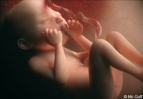 6 mois du foetus : Bébé change de peau