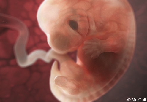 Le Fœtus En Images Evolution Du Fœtus Dans Le Ventre De Sa Mere Mois Par Mois 1 2 Mois 3 4 Mois Parents Fr