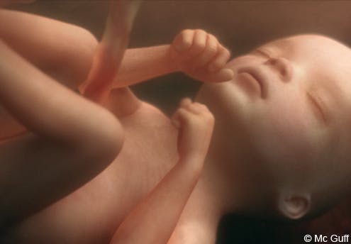 Le Fœtus En Images Evolution Du Fœtus Dans Le Ventre De Sa Mere Mois Par Mois 1 2 Mois 3 4 Mois Parents Fr Le Fœtus En Images Evolution Du Fœtus Dans Le Ventre De Sa Mere Mois Par Mois 1 2 Mois 3 4 Mois Parents Fr