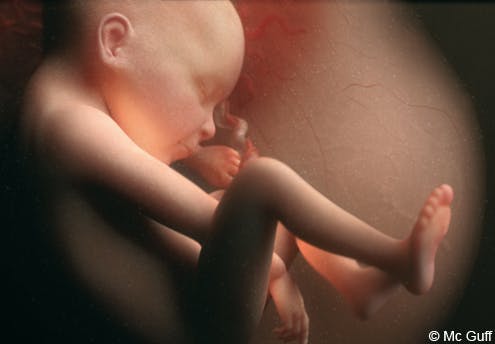 7 mois mois du foetus : Bébé se recroqueville