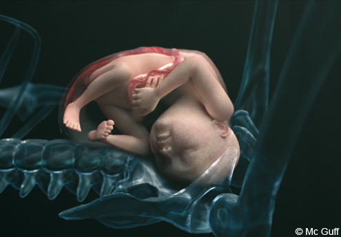 Le Fœtus En Images Evolution Du Fœtus Dans Le Ventre De Sa Mere Mois Par Mois 1 2 Mois 3 4 Mois Parents Fr