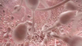 Faux negatif test de grossesse Faux negatif test de grossesse