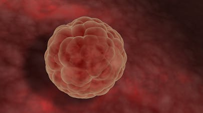 Ovulation fecondation nidation Ovulation fecondation nidation