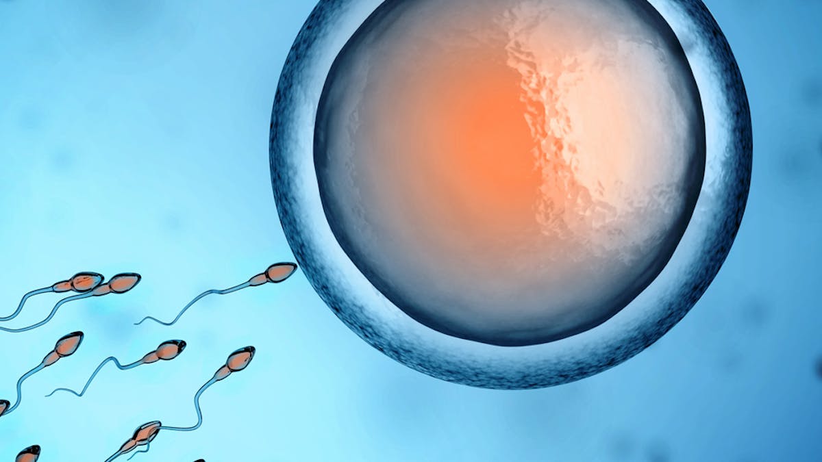 ovocyte et spermatozoïdes
