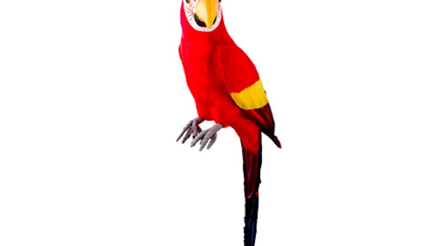 Perroquet en plume