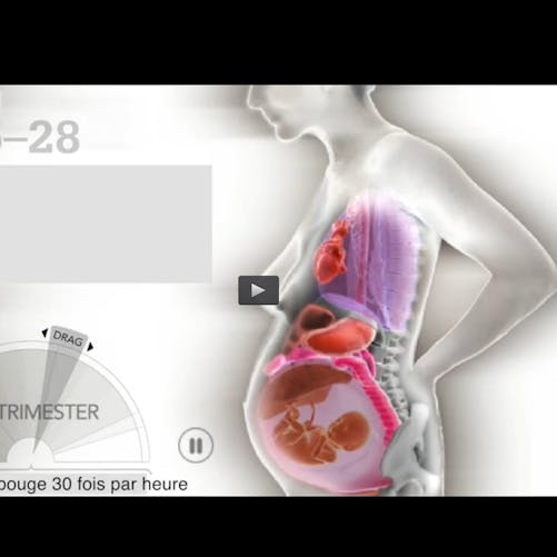 Animation : comment le corps se modifie au cours de la
  grossesse