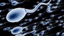 Spermatozoïdes artificiels : entre doutes scientifiques et
  problèmes éthiques