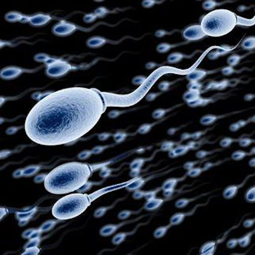Spermatozoïdes