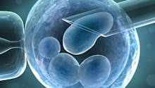 La manipulation d’embryons humains autorisée au
  Royaume-Uni