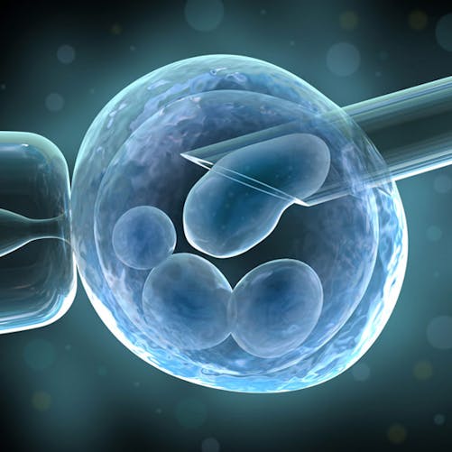 La manipulation d’embryons humains autorisée au
  Royaume-Uni