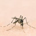 Virus Zika : l'ONU demande aux pays touchés
  d'autoriser contraception et avortement