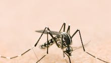 Virus Zika : l’infection menacerait la vue des enfants
  atteints