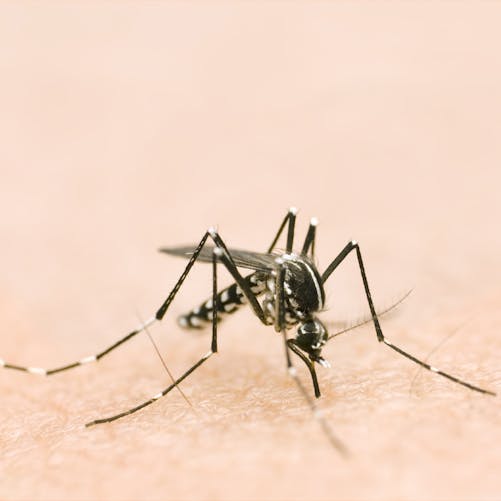 Virus Zika : l’infection menacerait la vue des enfants
  atteints