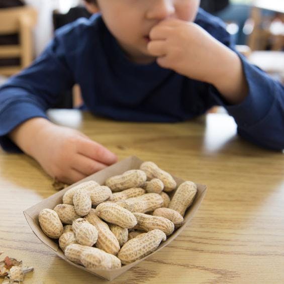 Arachide En Manger Bebe Reduirait Le Risque D Allergie Parents Fr Arachide En Manger Bebe Reduirait Le Risque D Allergie Parents Fr