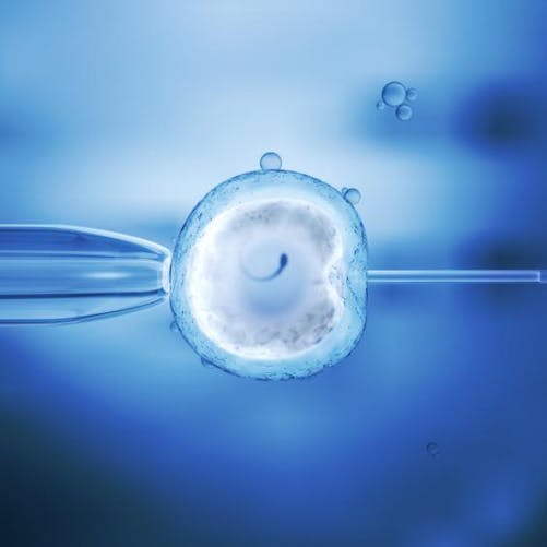 Infertilité : des embryons humains survivent pendant
  13 jours in vitro