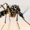 Virus Zika : le mystère des jumeaux inégalement infectés
  au Brésil