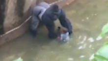 Gorille abattu pour sauver un enfant : polémique sur les
  réseaux sociaux