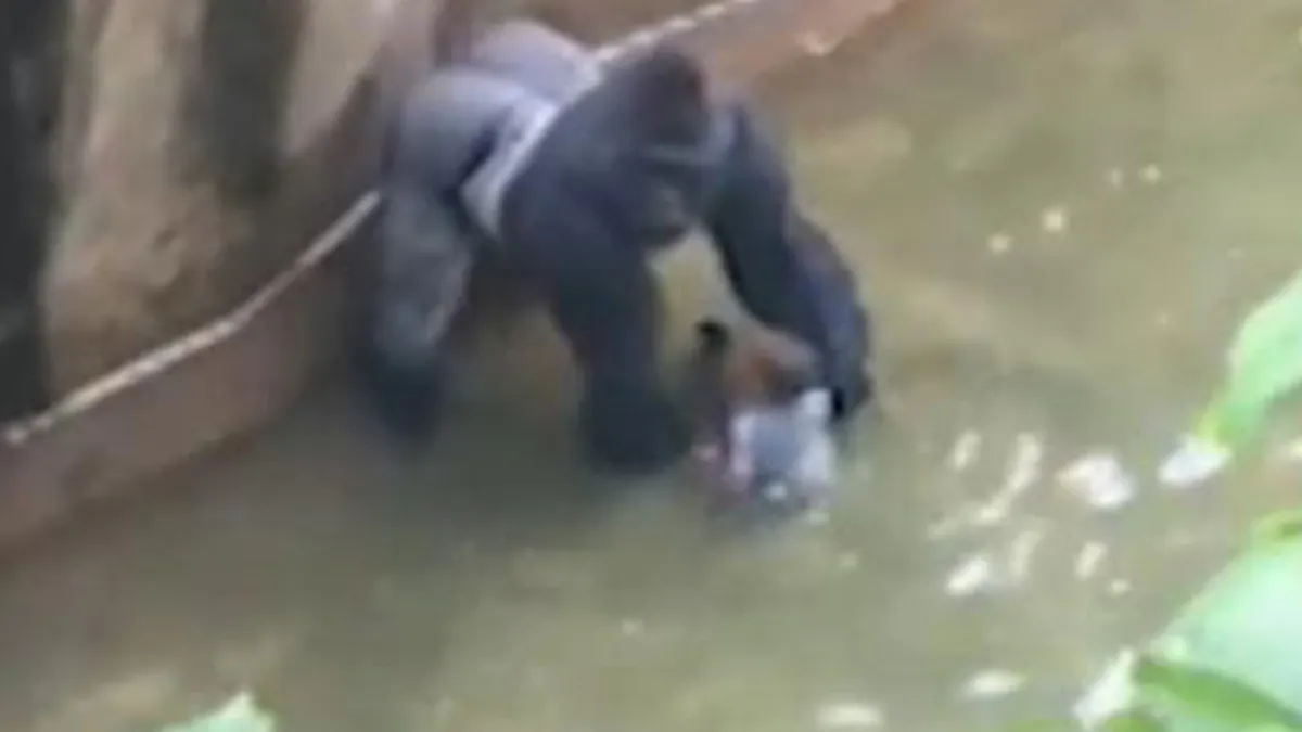 Gorille Abattu Pour Sauver Un Enfant Polemique Sur Les Reseaux Sociaux Parents Fr Gorille Abattu Pour Sauver Un Enfant Polemique Sur Les Reseaux Sociaux Parents Fr