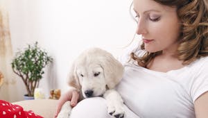 Diapo : d’adorables clichés de chiens auprès de leur
  maîtresse enceinte