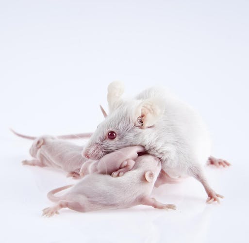 Des souris obtenues sans ovocytes