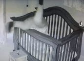 Hilarant : une grand-mère tombe dans le lit en couchant bébé (VIDEO)