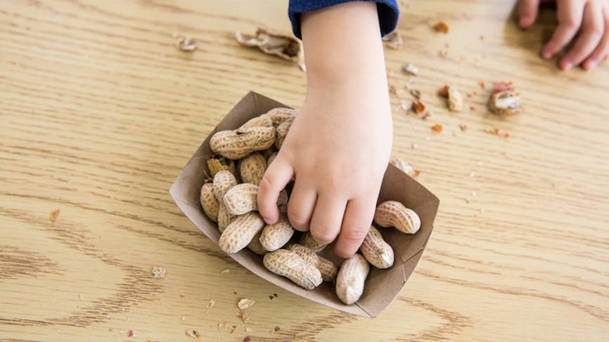 Allergie à l'arachide : pour prévenir les risques, il
  faut en manger le plus tôt possible