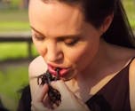Quand Angelina Jolie mange des araignées avec ses enfants… (VIDEO)