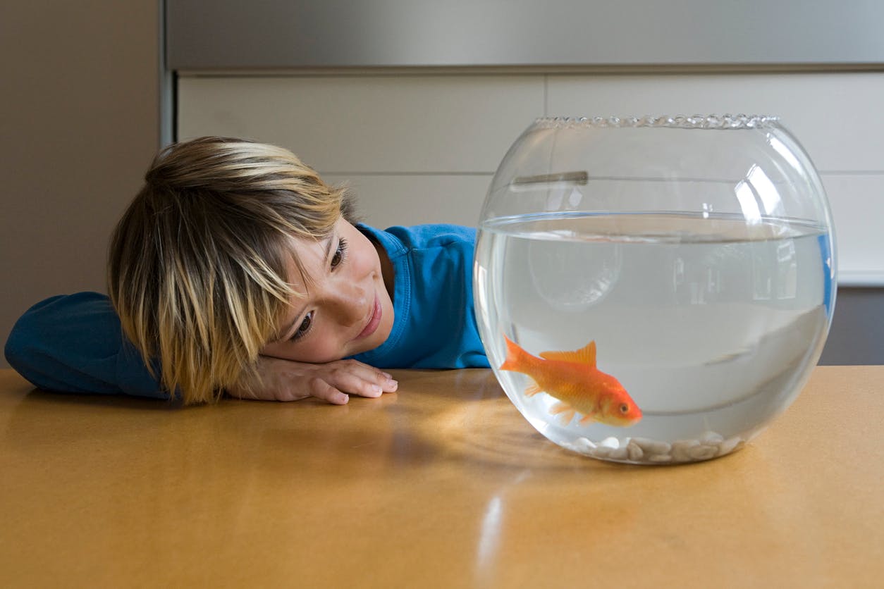 Regarder Un Aquarium C Est Bon Pour La Sante Parents Fr Regarder Un Aquarium C Est Bon Pour La Sante Parents Fr