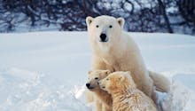 25-26 mars : venez vivre des “histoires d’ours” en famille au Muséum d’Histoire naturelle, à Paris