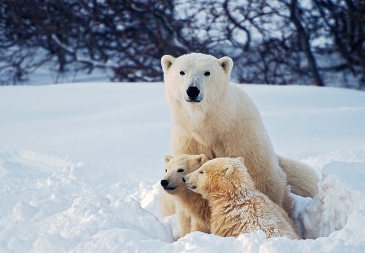 des ours blancs dans la neige
