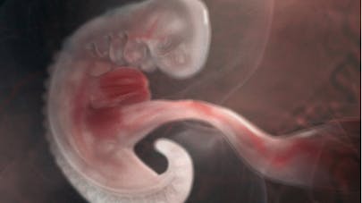 3e Semaine De Grossesse 3 Semaines De Grossesse 5 Sa Parents Fr 3e Semaine De Grossesse 3 Semaines De Grossesse 5 Sa Parents Fr