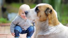 Accidents avec les chiens : les gestes préventifs pour les  enfants