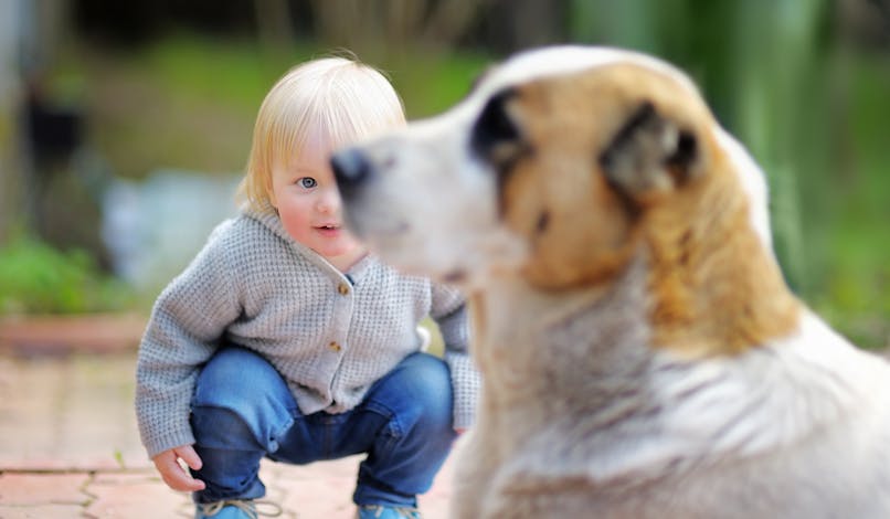 Accidents avec les chiens : les gestes préventifs pour les  enfants