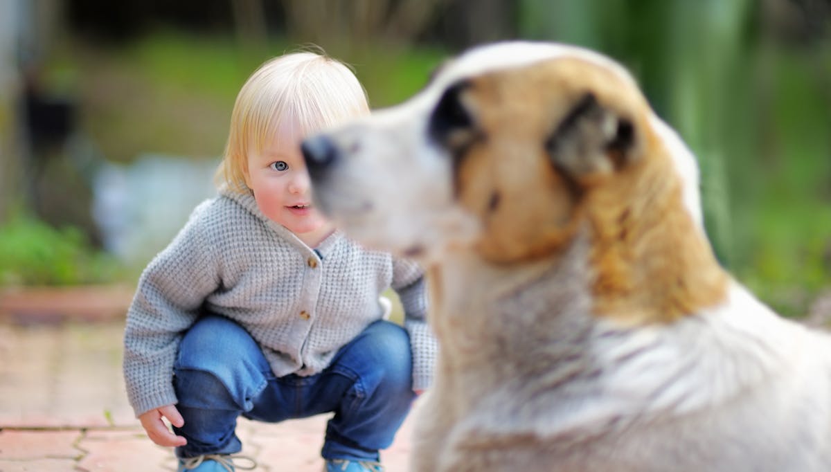 Gestes préventifs avec un chien | PARENTS.fr