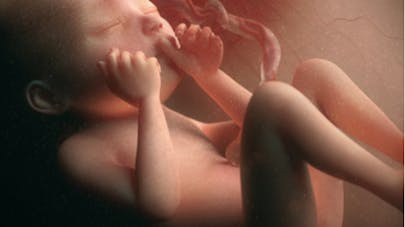 Semaine 23 De Grossesse 23 Semaines De Grossesse 25 Sa