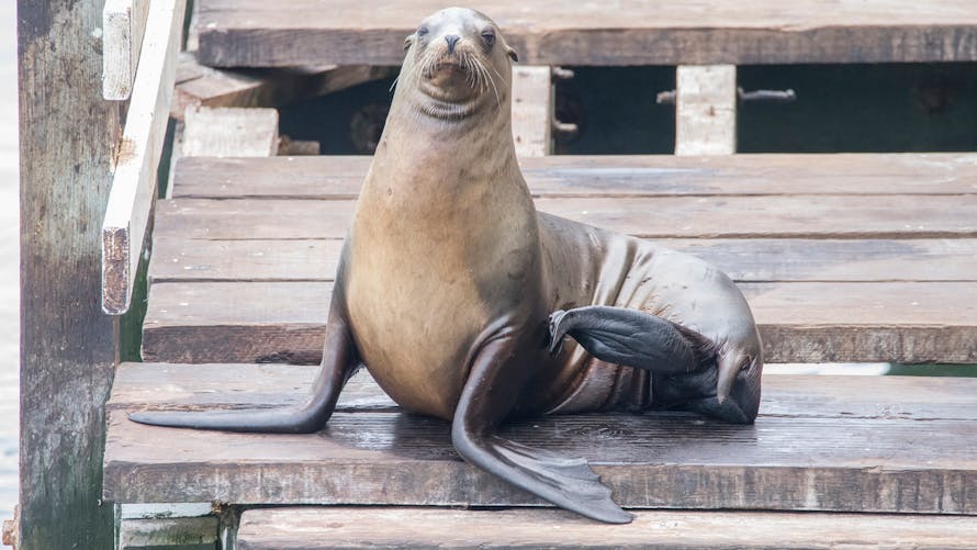 Mordue Par Une Otarie La Jeune Canadienne Risque Une Infection Grave Parents Fr Mordue Par Une Otarie La Jeune Canadienne Risque Une Infection Grave Parents Fr